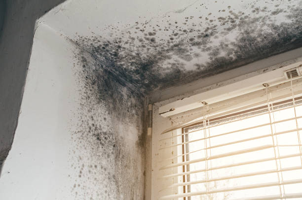 Affordable Black Mold Remediation solutions in Oakton, VA