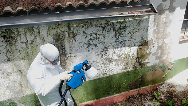 Top rated local Black Mold Remediation specialists in Oakton, VA